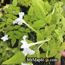Image result for Jasminum