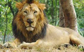 Panthera Leo Lion Subspecies Asiatic Lion Lion Big Cats