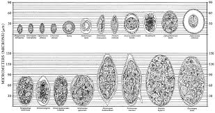 intestinal parasites comparative morphology figure 6 large