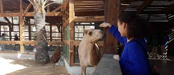 Check spelling or type a new query. Petting Zoos In Abu Dhabi Al Ain Zoo Emirates Park More Mybayut