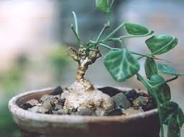 Image result for Zehneria