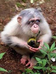 Stunning Wildlife On Twitter Animals Cute Animals Albino Animals