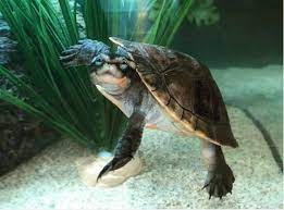 African sideneck turtles are freshwater turtles. Pink Bellied Sideneck And African Ever Evolving Exotics Facebook