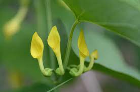 Dna Damaging Herbs Suggest Opportunities For Cancer Prevention On Medicine