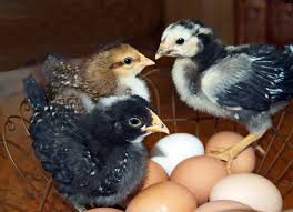 How do fertilized bird eggs transform into chicks? Fertilized And Unfertilized Eggs Is There A Nutritional Difference Caloriebee