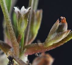 Image result for Limosella capensis