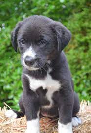 17 Border Collie Lab Mix 3 Ideas Border Collie Lab Mix Border Collie Collie