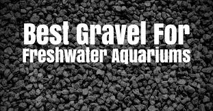 Learn about the gravel requirements for a proper betta tank setup so your fish will remain happy most new fish owners do not realize how important the gravel or substrate on the bottom of their tank. Best Gravel For Freshwater Aquariums Japanesefightingfish Org