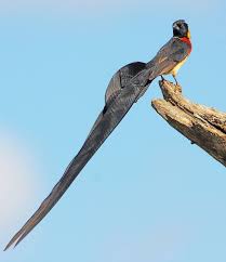 Black Bird With Two Long Tail Feathers Long Tail Wyadah Nature Birds Beautiful Birds Pretty Birds