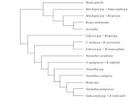 Image result for Hypericophyllum elatum