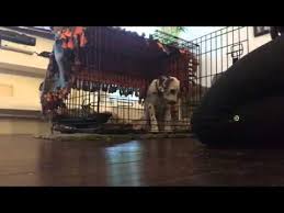 Crate training games are an excellent way to crate train your puppy or new dog. Puppy Crate Training Games Youtube