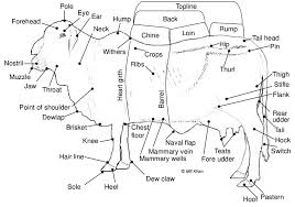 1 Body Parts Of Sahiwal Cow Download Scientific Diagram