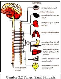 Sistem saraf merupakan salah satu bagian yang menyusun sistem koordinasi yang bertugas menerima. Fungsi Dari Sistem Saraf Simpatik Ilmu