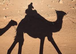 Common name dromedary camel bactrian camel liama vicuna alpaca guanaco. Camelids Camels Llamas Alpacas Guanacos Vicunas