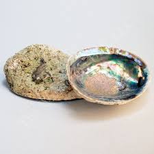 White abalone are one of noaa fisheries' species in the spotlight —an initiative that includes animals considered most at risk for extinction and prioritizes their recovery efforts. Abalone Shell Wandering Bull Native American Shop