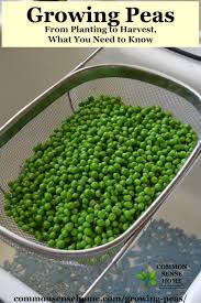 Bring the stock to a boil. Growing Peas From Planting To Harvest What You Need To Know