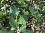 Image result for Avicennia marina