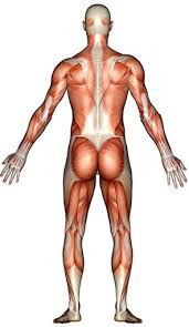 Muscles in the body front and back. Muscles Of The Back Of The Body Diagram Diagram Quizlet