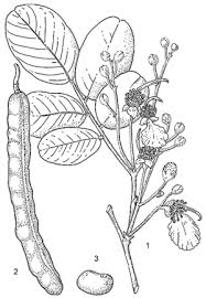 Image result for Bobgunnia madagascariensis