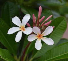 Plumeria Dwarf Singapore Pink Plumeria Flowers Planting Flowers Plumeria