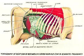 Cow Organs Diagram Catalogue Of Schemas