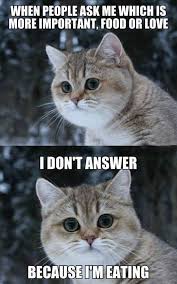 Food Is Love Food Is Life Funny Animal Memes Funny Cat Videos Funny Animals