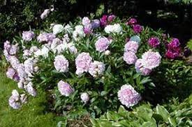 This article is split into 3 sections below: Peony Aspca