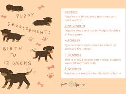 puppy development from 1 to 8 weeks