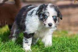 You might be tempted to help them along, but you should let the process unfold naturally. At What Age Do Puppies Develop Their Adult Eye Colour Pets4homes