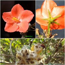 Image result for Malvaceae subfamily Grewioideae