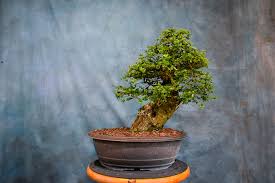 Image result for Premna