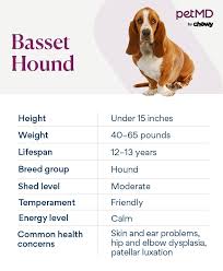 Image result for basset hound