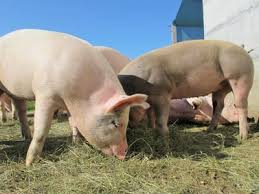 It will be enough time to notice any changes in size. The Average Pig Weight On Market In 2020 Osborne Livestock Equipment