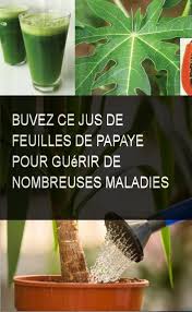 Buvez Ce Jus De Feuilles De Papaye Pour Guerir De Nombreuses Maladies Nombreusesmaladies Maladies Guerir Buvez Jus Feuilles Healthy Living Healthy Food