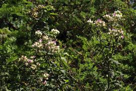 Image result for Vernonia calvoana