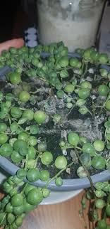 So keep in mind to always check their leaves for a sign to help you determine if they lack watering or not. I Accidentally Overwatered My String Of Pearls Now It S Moldy And Doesn T Look Good At All Plantclinic