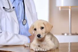 The chula vista animal care facility offers spay/neuter clinics for $75. Veterinary Hospital Chula Vista 24 Hour Animal Hospital Chula Vista