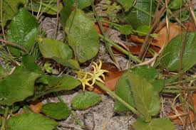 Image result for Orthanthera