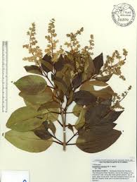 Image result for Ligustrum lucidum