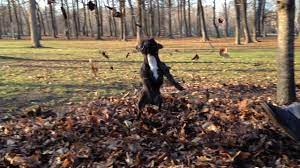 There are dock jumping events in the united states and other countries such as united kingdom, australia, germany, and austria. 11 Dogs Playing In Piles Of Leaves You Re Welcome