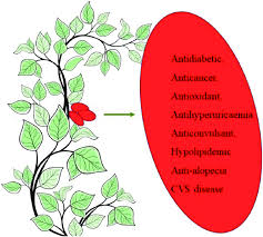 Image result for Synsepalum