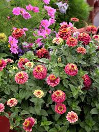 Über 7 millionen englischsprachige bücher. Zinnia Queen Red Lime Buy Online At Annie S Annuals Flower Garden Design Flower Farm Zinnias