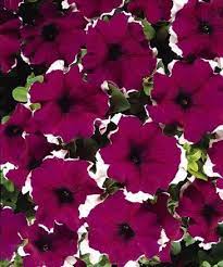 50 Pelleted Candypops Burgundy Picotee Pelleted Petunia Seeds Petunias Flower Seeds Flowers