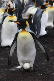Der kaiserpinguin ist größer und dicker als der königspinguin. Kaiserpinguin Ei King Penguin With Egg Bild Von Adventure Falklands St Petersburg Adventure Bild Egg Ei Falk King Penguin Penguins Emperor Penguin