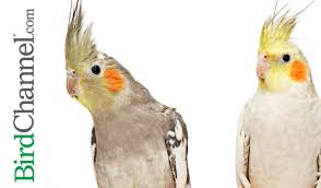 10 Cockatiel Must Knows Cockatiel Pet Birds Bird Care