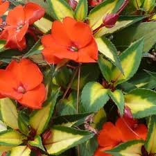 Image result for Impatiens sylvicola