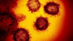 Coronavirus Cuando Se Desarrollan Anticuerpos Y Cuanto Dura La Inmunidad