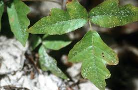 Gifteiche (im original poison oak) ist eine pflanze. Eichenblattriger Giftsumach Wikipedia