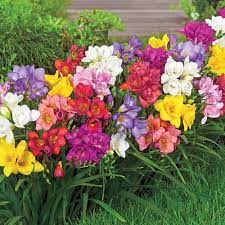 Freesia Beautiful Fragrance Sementes De Flores Bulbos De Flores Flor De Jardinagem