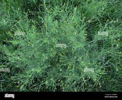 Image result for Schkuhria pinnata